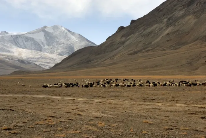 Framed Print : Tajikistan - Herd of sheep in Pamir mountain - Murgab Framed Print : Tajikistan - Herd of sheep in Pamir mountain - Murgab