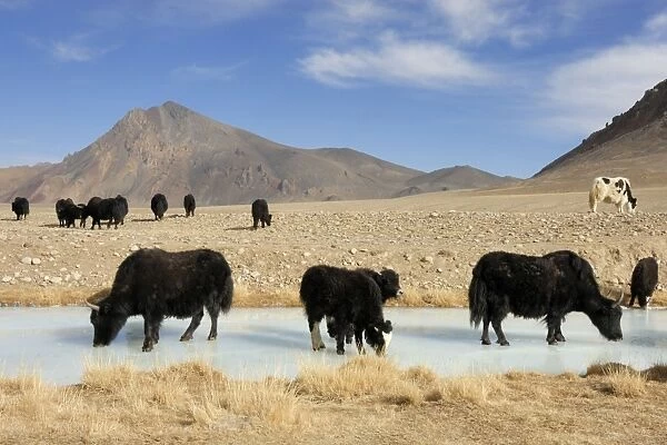 Tajikistan - Herd of Yak in Pamir mountain drinking at frozen pond - Murgab