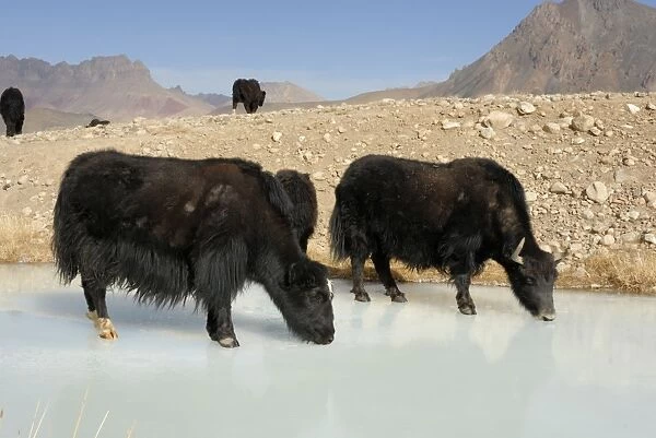 Tajikistan - Herd of Yak in Pamir mountain drinking at frozen pond - Murgab