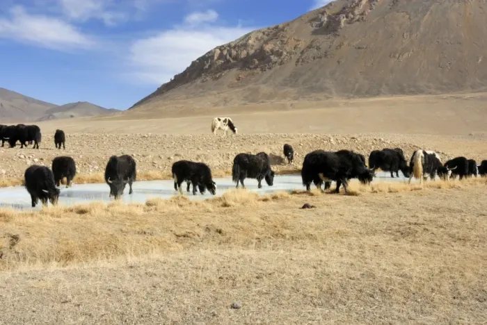 Framed Print : Tajikistan - Herd of Yak in Pamir mountain - Murgab Framed Print : Tajikistan - Herd of Yak in Pamir mountain - Murgab
