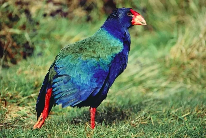 Framed Print : Takahe - New Zealand Framed Print : Takahe - New Zealand