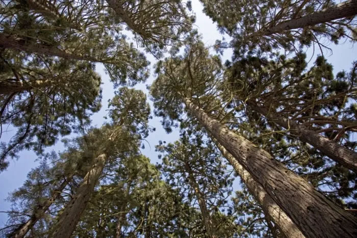 Framed Print : Tall Pine Trees - looking from ground up to sky - South Wales UK Framed Print : Tall Pine Trees - looking from ground up to sky - South Wales UK