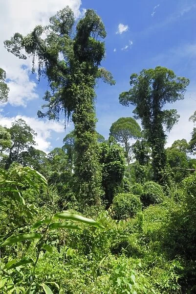 Tall trees covered with plants - lowland rainforest - Danum Valley Conservation Area - Sabah - Borneo - Malaysia