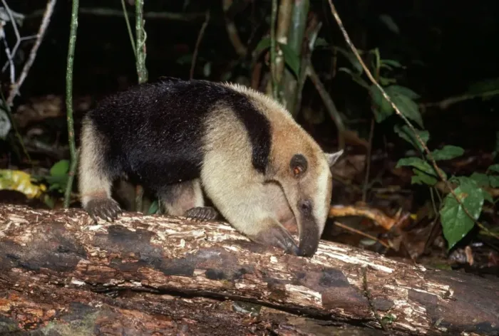 Framed Print : Tamandua Anteater Framed Print : Tamandua Anteater