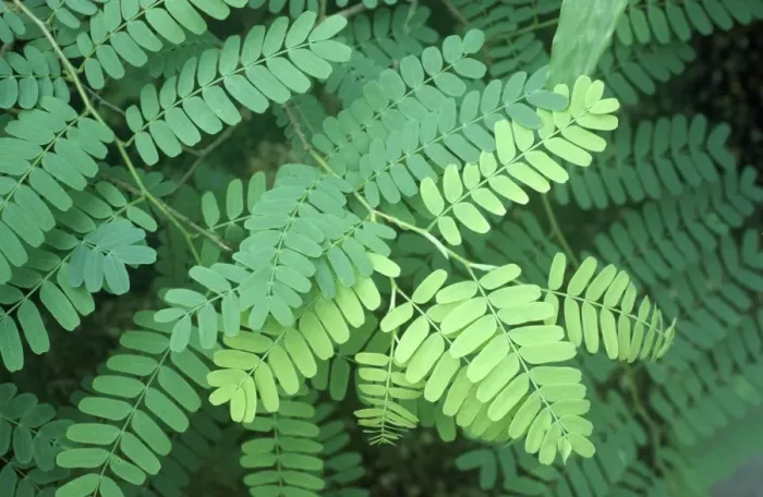 Framed Print : Tamarind Tree - close-up of leaves Framed Print : Tamarind Tree - close-up of leaves
