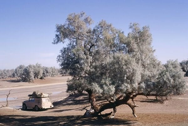 Tamarisk Tree - in dry riverbed. Southern Desert, Iran
