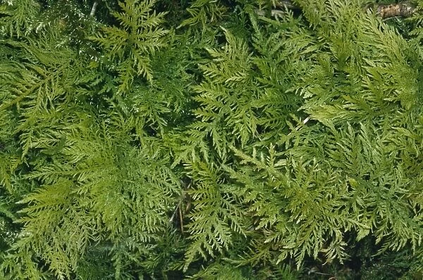 Tamarist Leaved Feather Moss