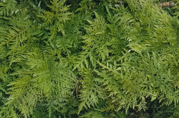 Framed Print : Tamarist Leaved Feather Moss Framed Print : Tamarist Leaved Feather Moss