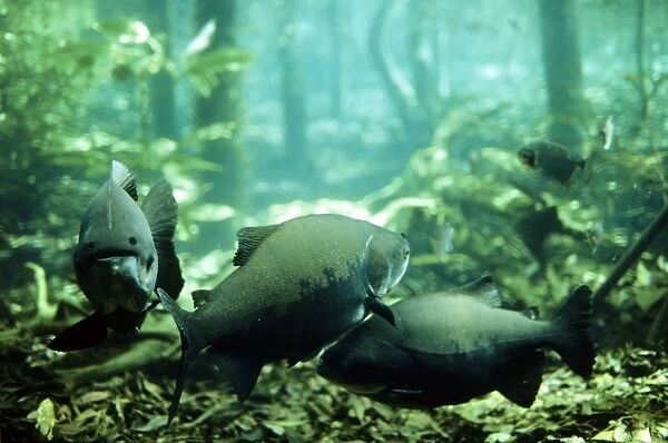 Tambaqui Fish - flooded forest - Brazil