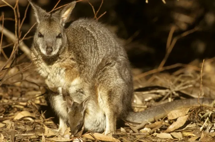 Framed Print : Tammar Wallaby - with joey in pouch. Kangaroo Island, South Australia Framed Print : Tammar Wallaby - with joey in pouch. Kangaroo Island, South Australia