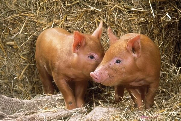 Tamworth Pig - piglets in straw