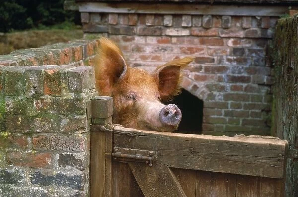Tamworth Pig - in sty