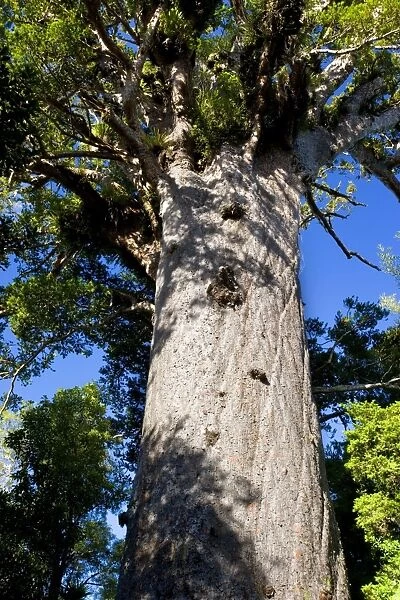 Tane Mahuta this giant Kauri tree is the largest known living Kauri in New Zealand and is more than 1250 years old. Tane Mahute is Maori and means Ruler of the Forest'. Waipoua Forest Sanctuary, Northland