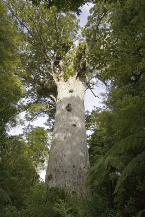 Framed Print : Tane Mahuta Kauri Tree - in Waipoua Kauri Forest. New Zealand's largest kauri tree over 1200 years old 51 metres tall and a girth of almost 14 metres Framed Print : Tane Mahuta Kauri Tree - in Waipoua Kauri Forest. New Zealand's largest kauri tree over 1200 years old 51 metres tall and a girth of almost 14 metres