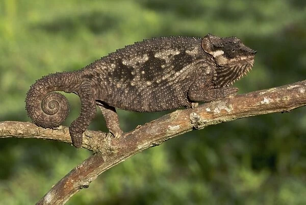 Tanzania Mountain Chameleon