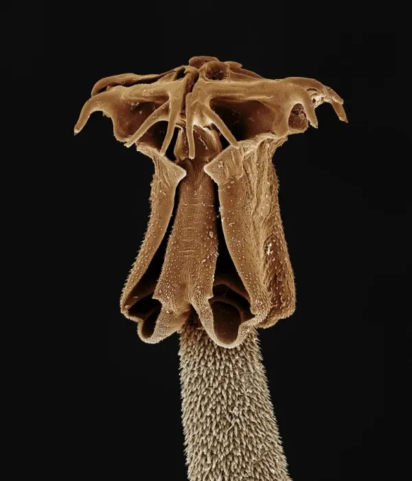 Framed Print : Tapeworm from shark CHI0874 Framed Print : Tapeworm from shark CHI0874