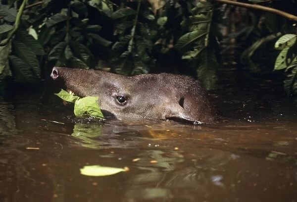 Tapir - eating vegetation while swimming through flooded forest. Amazonas Brazil