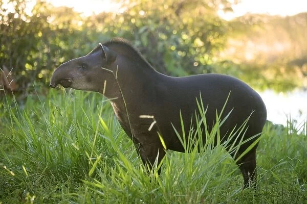 Tapir. Manu National Park - Peru