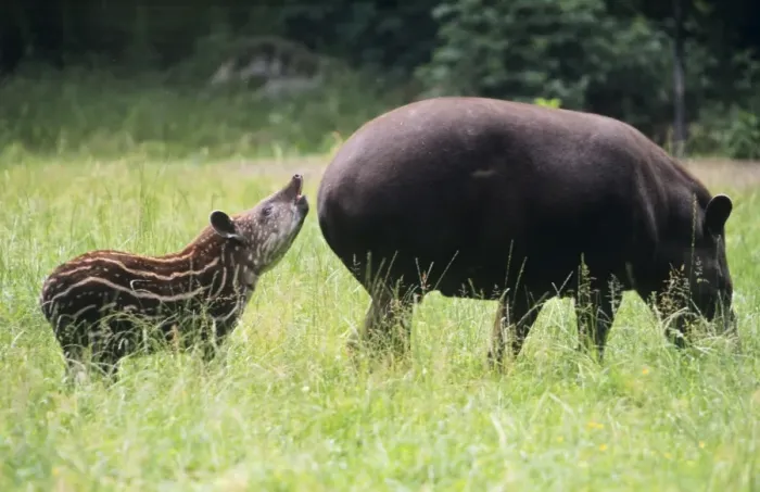 Framed Print : Tapir - mother with calf