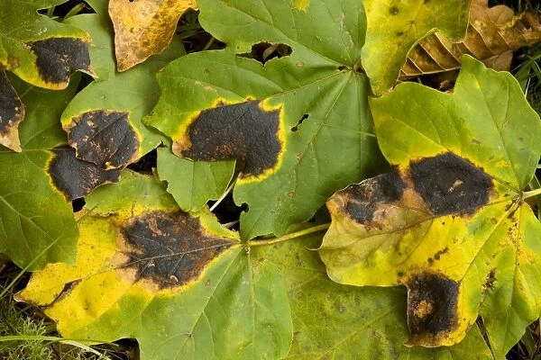 Tar spot fungus Rhytisma acerinum on the leaves of Field Maple Acer campestre, autumn, Romania