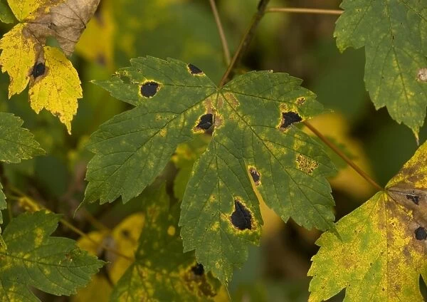 Tar spot fungus on sycamore leaf, in autumn