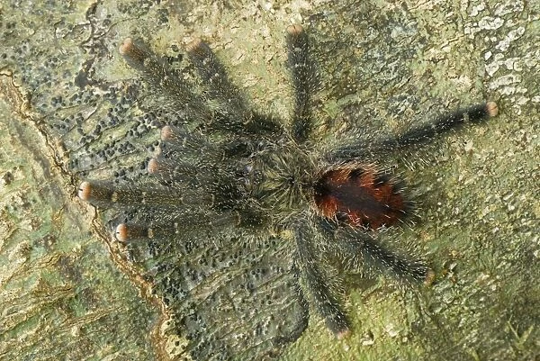 Tarantula, Bird Spider - Allpahuayo Mishana National Reserve - Iquitos - Peru