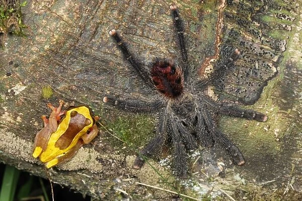 Tarantula  /  Bird Spider - with Treefrog (Dendropsophus sp. ) - Allpahuayo Mishana National Reserve - Iquitos - Peru