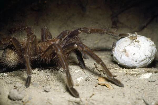 Tarantula - with egg case in burrow - Amazonas - Venezuela