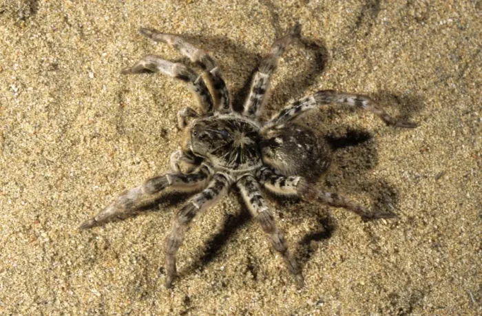 Framed Print : Tarantula - living in woods in river Tes-Hem valley June; near Erzin settlement, South Tuva, Russia Tu32. 3047 Framed Print : Tarantula - living in woods in river Tes-Hem valley June; near Erzin settlement, South Tuva, Russia Tu32. 3047