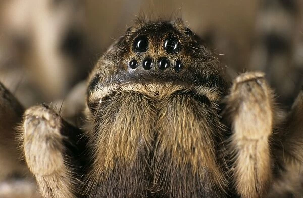 Tarantula spider - close-up of face living in woods on river Tes-Hem bank, typical; June; South Tuva, Russia Tu32. 3012