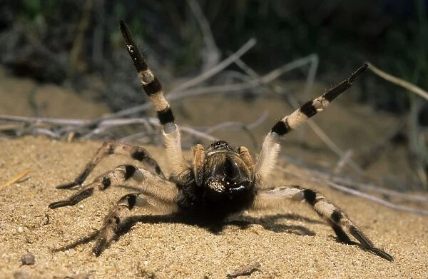 Tarantula spider in threatening pose, front view; spider living in a burrow in woods in river Tes-Hem valley, typical; June; South Tuva, Russia Tu32. 3099
