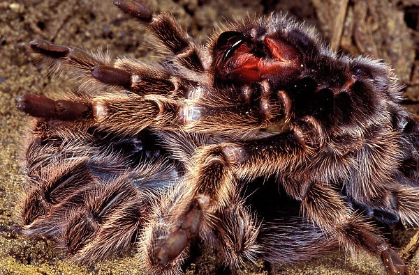 Tarentula  /  Baboon Spider - leaving its moulting