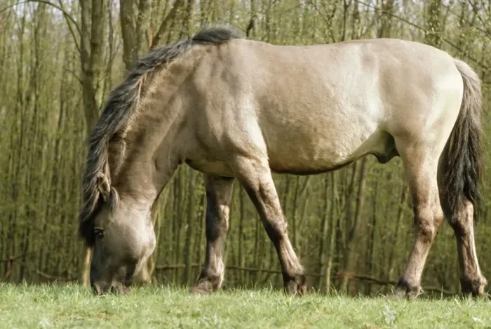 Framed Print : Tarpan JPF 1353 Wild Horse © Jean-Paul Ferrero / ARDEA LONDON Framed Print : Tarpan JPF 1353 Wild Horse © Jean-Paul Ferrero / ARDEA LONDON
