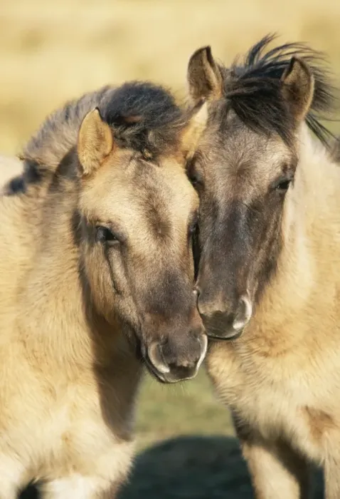 Framed Print : Tarpan Wild Horses CK 2318 Redgrave & Lopham Fen National Reserve, Suffolk, UK. © Chris Knights  /  ARDEA LONDON