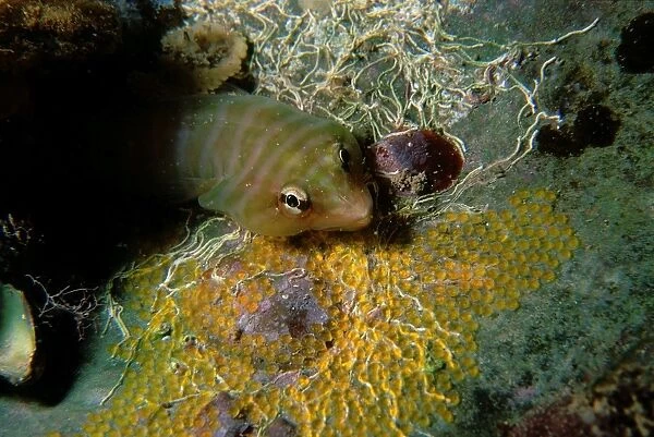 Tasmanian clingfish guarding eggs inside an old razor shell