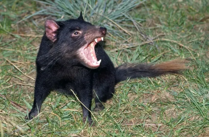 Framed Print : Tasmanian Devil - angry - showing teeth - Tasmania - Australia Framed Print : Tasmanian Devil - angry - showing teeth - Tasmania - Australia