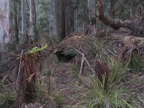Tasmanian Devil - den area in typical bush habitat Trowunna Wildlife Park, Tasmania, Australia. PPC11511
