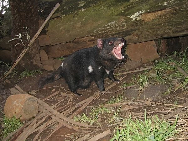 Tasmanian Devil - female with mouth open and young