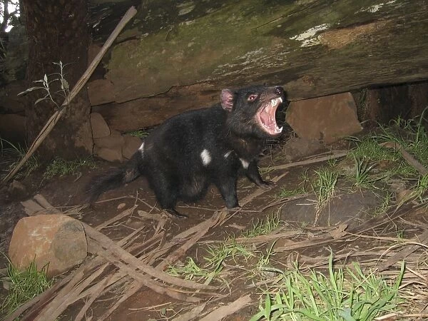 Tasmanian Devil - female with mouth open and young approx. 10 weeks old Trowunna Wildlife Park, Tasmania, Australia PPC11497