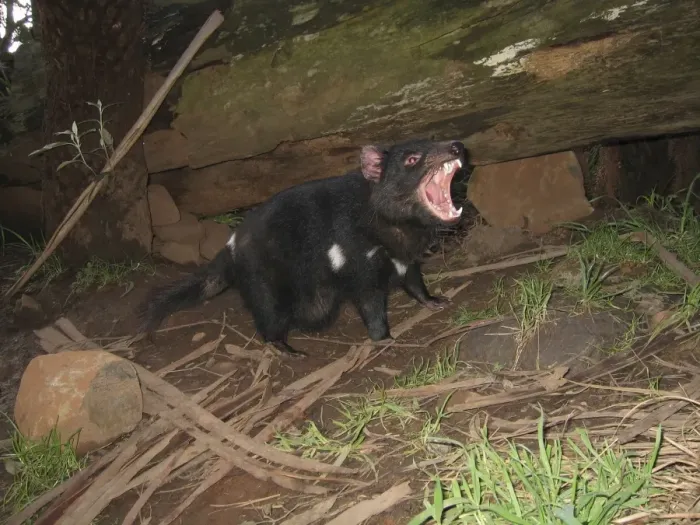 Framed Print : Tasmanian Devil - female with mouth open and young approx. 10 weeks old Trowunna Wildlife Park, Tasmania, Australia PPC11497 Framed Print : Tasmanian Devil - female with mouth open and young approx. 10 weeks old Trowunna Wildlife Park, Tasmania, Australia PPC11497