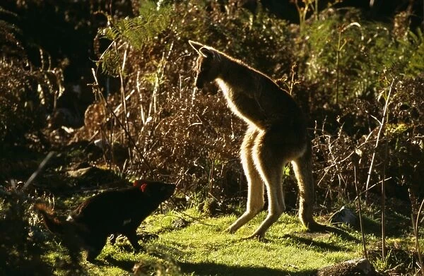 Tasmanian Devil and Forester Kangaroo (Sarcophilus harrisii and Macropus giganteus subspecies) confrontation between Tasmanian Devil and Forester Kangaroo. Tasmania, Australia PPC11483