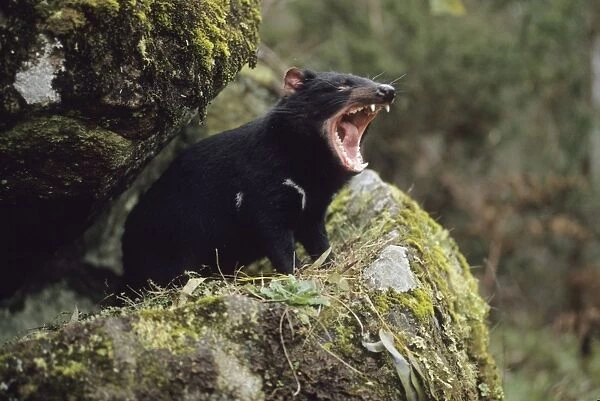 Tasmanian Devil - With mouth wide open. Tasmania - Australia - Marsupial - Found throughout Tasmania except in areas where cover has been extensively cleared - Nocturnal and terrestrial - Diet consists of a wide variety of invertebrates