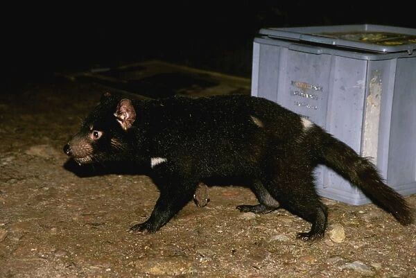 Tasmanian devil - Scavenging for food at camp ground Tasmania, Australia