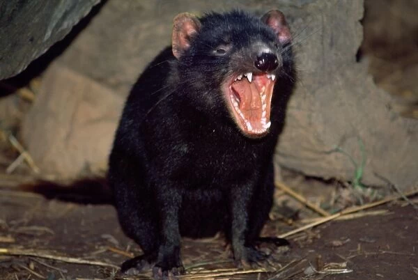 Tasmanian Devil - showing teeth - snarling in rage at adversary - Tasmania