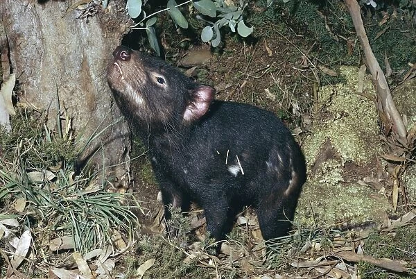 Tasmanian Devil - Sniffing the air, Tasmania, Australia, Tasmania, Australia JPF04332