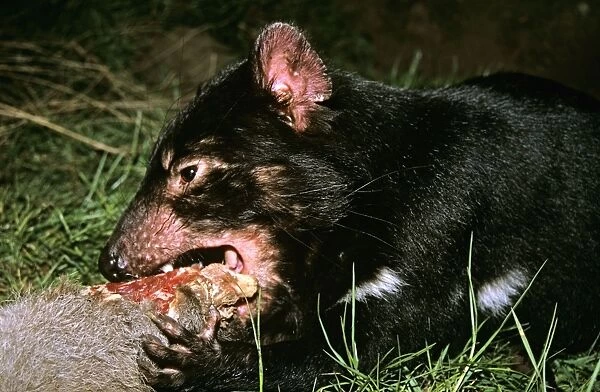 Tasmanian devil - young animal eating. Older animals carry many scars from fighting. Tasmania, Australia PPC11373