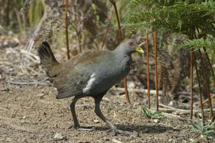 Framed Print : Tasmanian Native-hen - Endemic to Tasmania, Australia - Peter Murrell Reserve, Kingston, Tasmania Framed Print : Tasmanian Native-hen - Endemic to Tasmania, Australia - Peter Murrell Reserve, Kingston, Tasmania