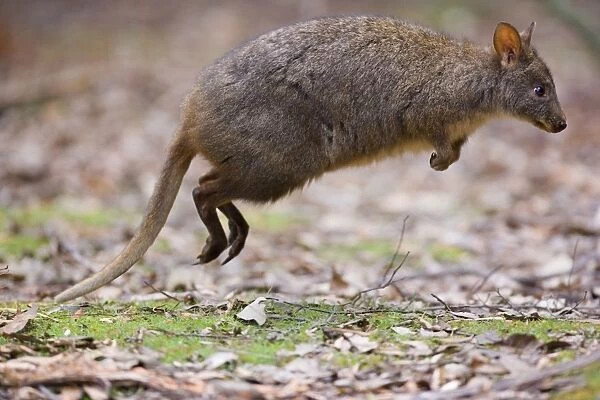 Tasmanian Pademelon - action shot of an adult in the proces of jumping kangaroo style using only its strong hind legs as a catapult - Mount Field National Park, Tasmania, Australia