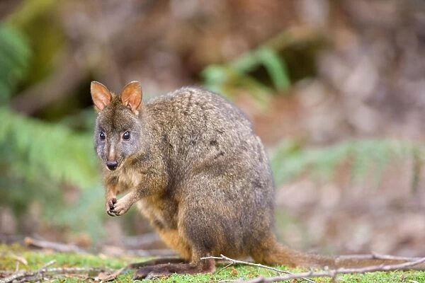 Tasmanian Pademelon - adult sitting on its hind legs in lush temperate rainforest, looking directly into the camera - Mount Field National Park, Tasmania, Australia