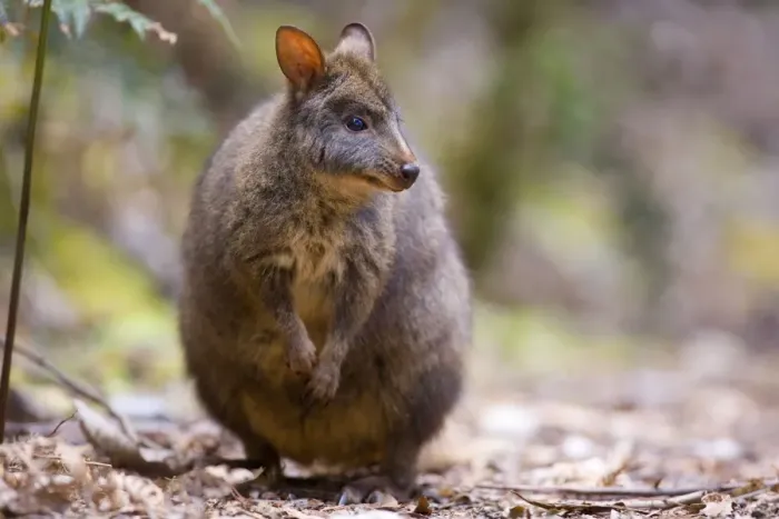 Framed Print : Tasmanian Pademelon - adult standing on its hind legs in lush temperate rainforest - Mount Field National Park, Tasmania, Australia Framed Print : Tasmanian Pademelon - adult standing on its hind legs in lush temperate rainforest - Mount Field National Park, Tasmania, Australia